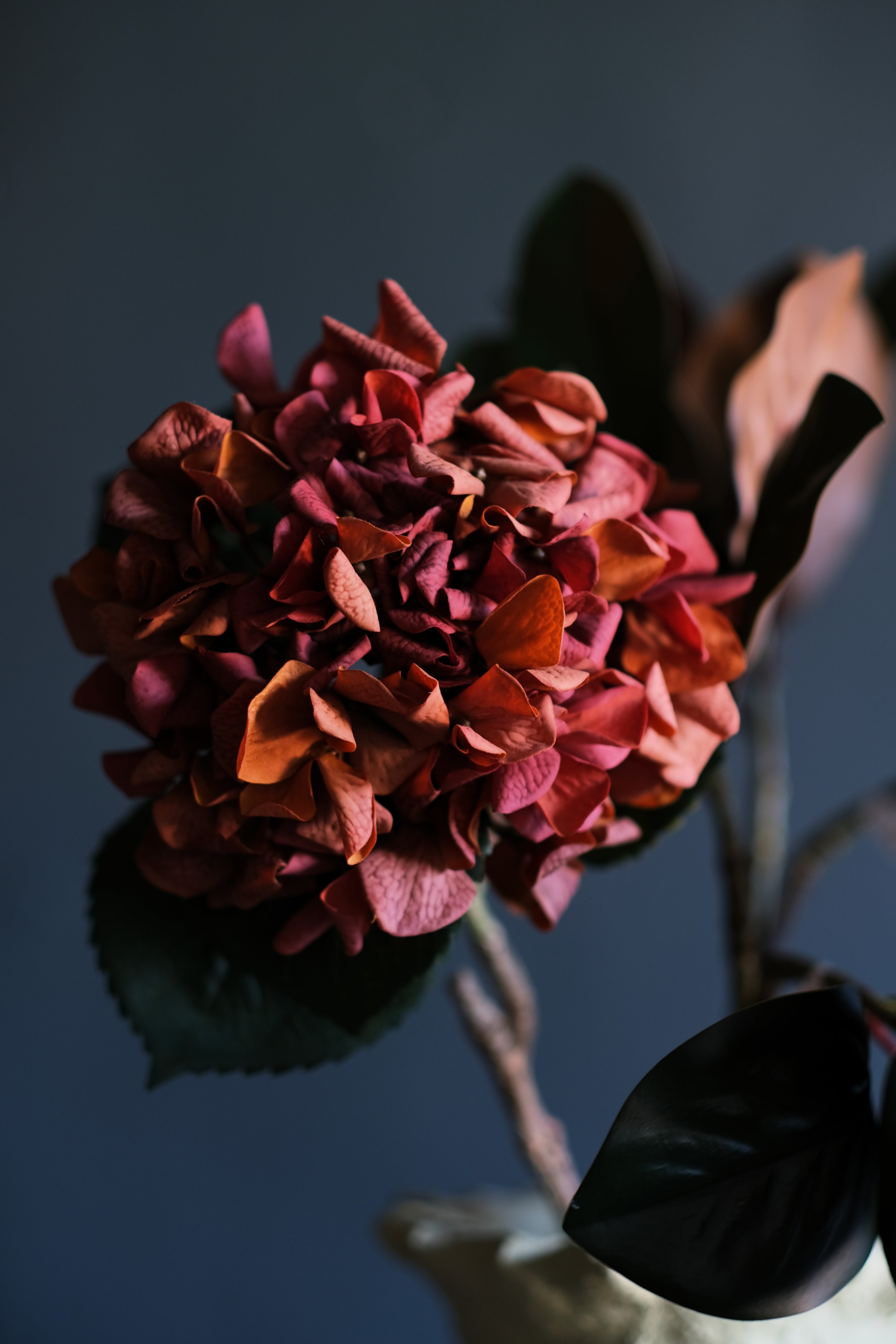 Hydrangea | Sunset – AddisonsWonderland