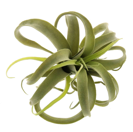 Load image into Gallery viewer, Faux Tillandsia Air Plant
